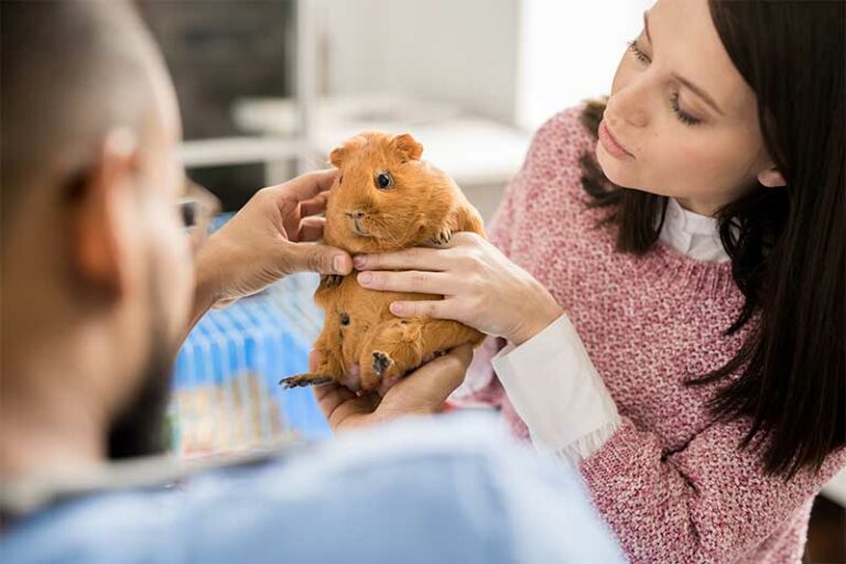 Être ASV aujourd'hui : Découvrir le métier, en savoir plus