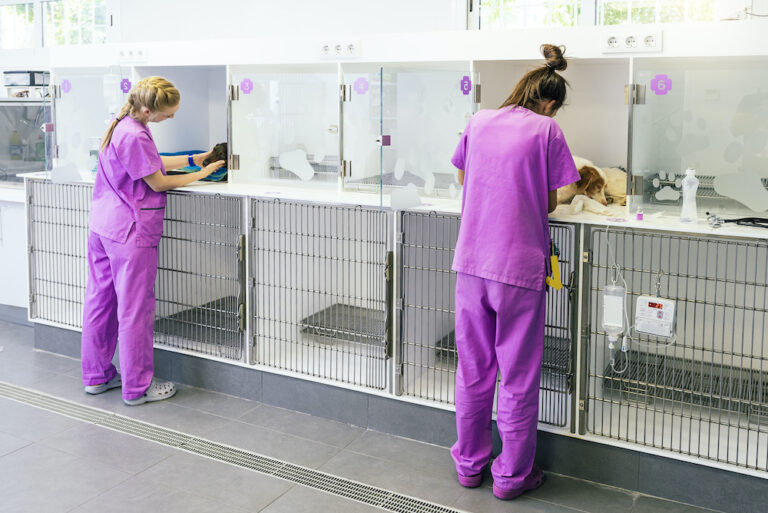 ASV en clinique vétérinaire canine :Découvrir le métier